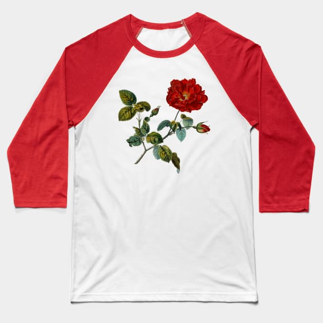 Rosa Gallica French Rose Baseball T-Shirt by AntiqueImages